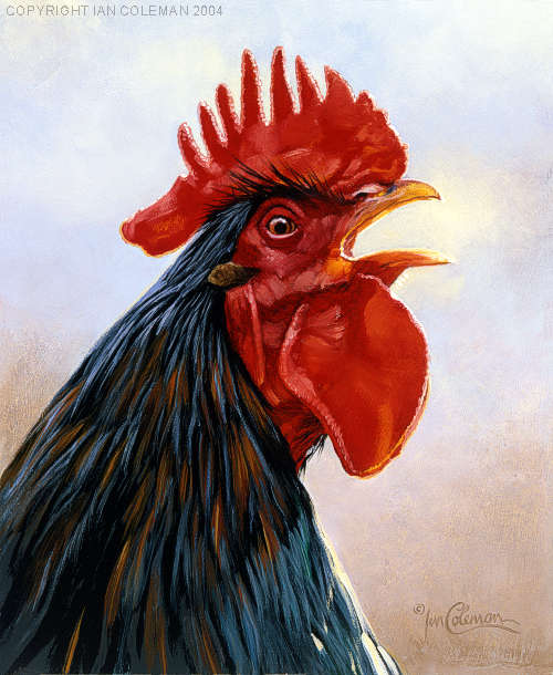 B24F_Barnvelder_Cockerel.jpg